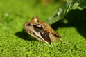 Amphibians