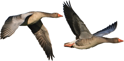 Birds