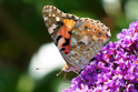 Insects