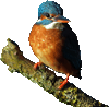 Kingfisher