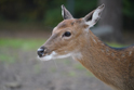 Mammals