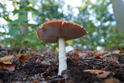 Mushrooms