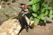 2010-0614-specht-DSC05394 (Copy)
