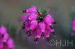 2014-0323-DSC01220 (Copy)