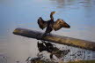 2015-0227-aalscholver-DSC02963 (Copy)