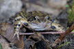 2015-0313-DSC03000-sel (Copy)