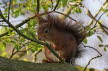 2015-0421-Eekhoorn (Copy)
