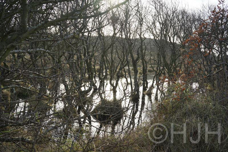 2015-1228-Duin en Kruidberg-DSC04414 (Copy)