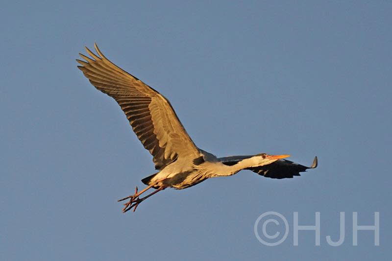 2016-0216-reiger-DSC04996 (Copy)