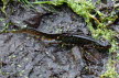 2016-0430-Salamander (Copy)