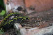 2016-0911-marmersalamander-DSC06785 (Copy)