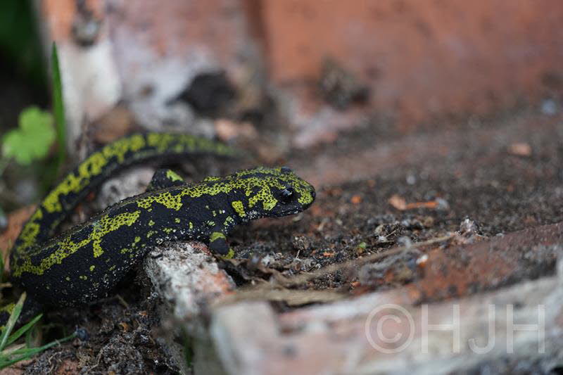 2016-0911-marmersalamander-DSC06785 (Copy)