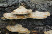 2016-1002-Hageveld-DSC07075 (Copy)