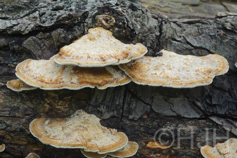 2016-1002-Hageveld-DSC07075 (Copy)