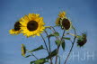 2016-1014-Rik-DSC07194 (Copy)