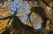 2016-1102-Boom-DSC07442 (Copy)