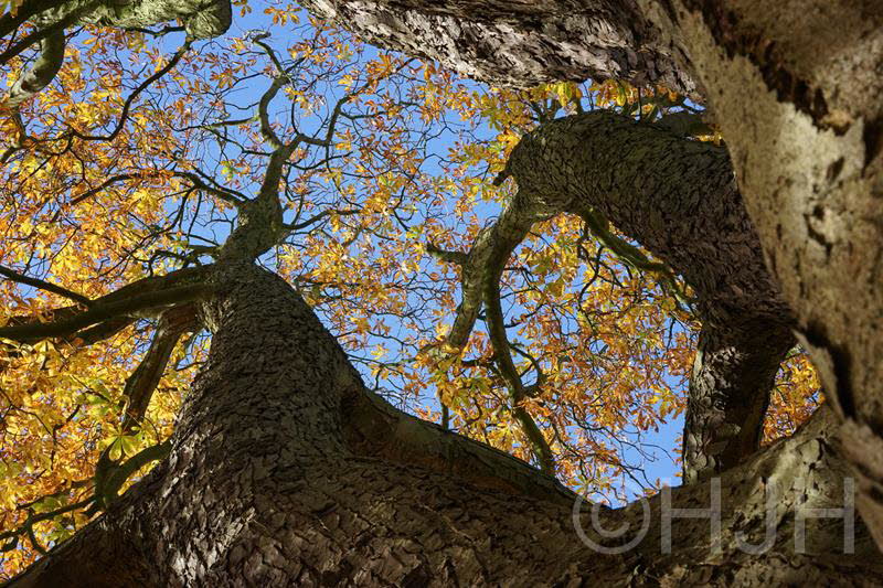 2016-1102-Boom-DSC07442 (Copy)