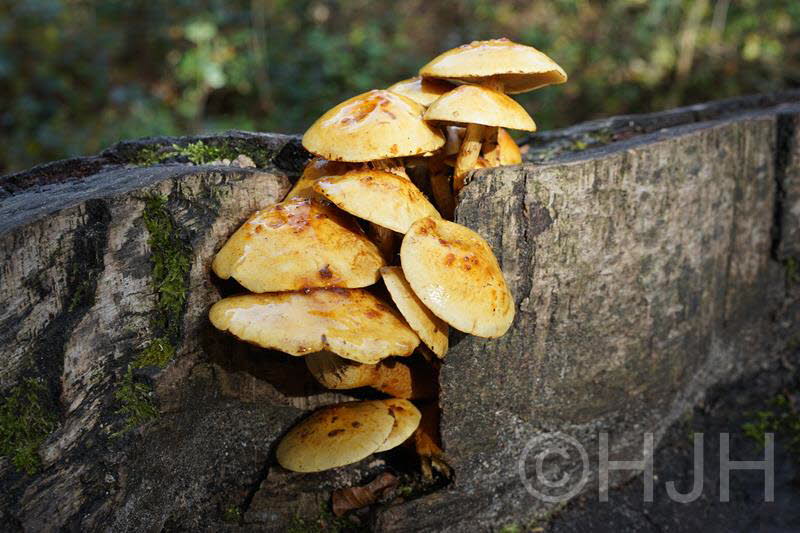 2016-1102-Groenendaal-DSC07546 (Copy)