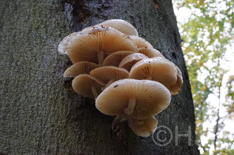 2016-1102-Groenendaal-DSC07574 (Copy)