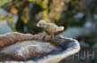 2017-0122-DSC07874 (Copy)