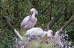 2017-0505-lepelaar-DSC08435 (Copy)