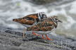 2017-0600-DSC09161-steenloper (Copy)