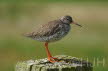 2017-0600-tureluur-DSC09358 (Copy)