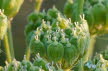 2018-0713-Lottum-Special 9 (Copy)