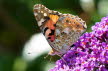 2018-0716-Lottum-distelvlinder (Copy)