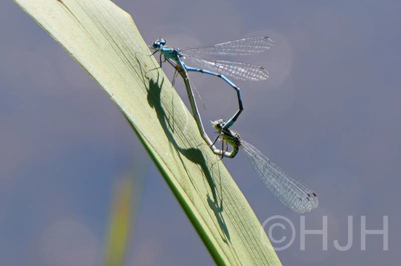 2018-0716-Lottum-waterjuffer (Copy)