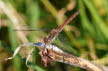2018-0904-Madeira-DSC01447-male Sympetrum Striolatum (Copy)