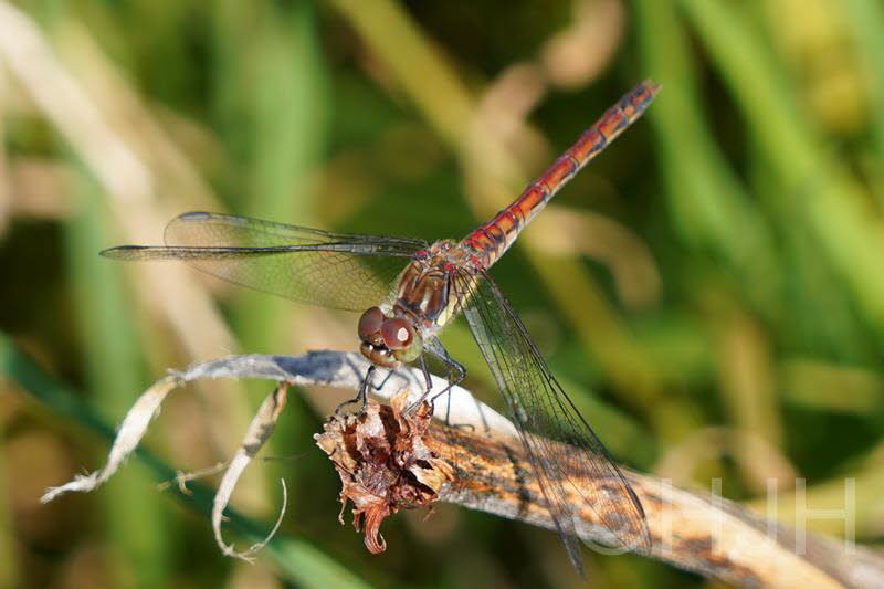 2018-0904-Madeira-DSC01447-male Sympetrum Striolatum (Copy)