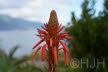 2018-0907-Madeira-DSC01779 (Copy)