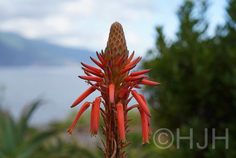 2018-0907-Madeira-DSC01779 (Copy)