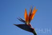 2018-0907-Madeira-DSC01793 (Copy)