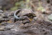 2018-0907-Madeira-DSC01812 (Copy)