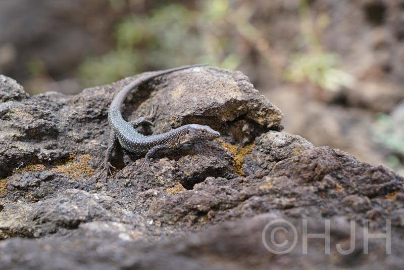 2018-0907-Madeira-DSC01812 (Copy)