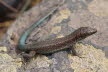 2018-0913-Madeira-DSC01503-Hagedis (Copy)