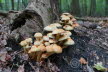 2018-1001-Elswout-DSC02443 (Copy)