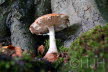 2018-1005-Elswout-DSC02531 (Copy)