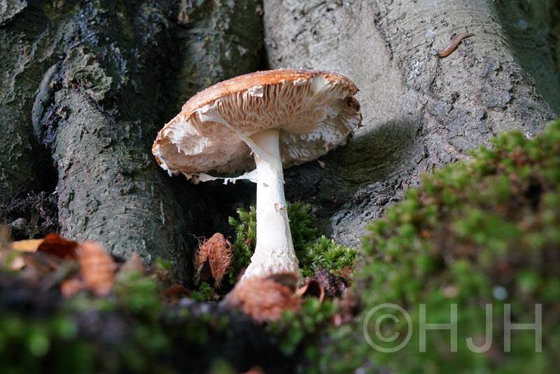 2018-1005-Elswout-DSC02531 (Copy)