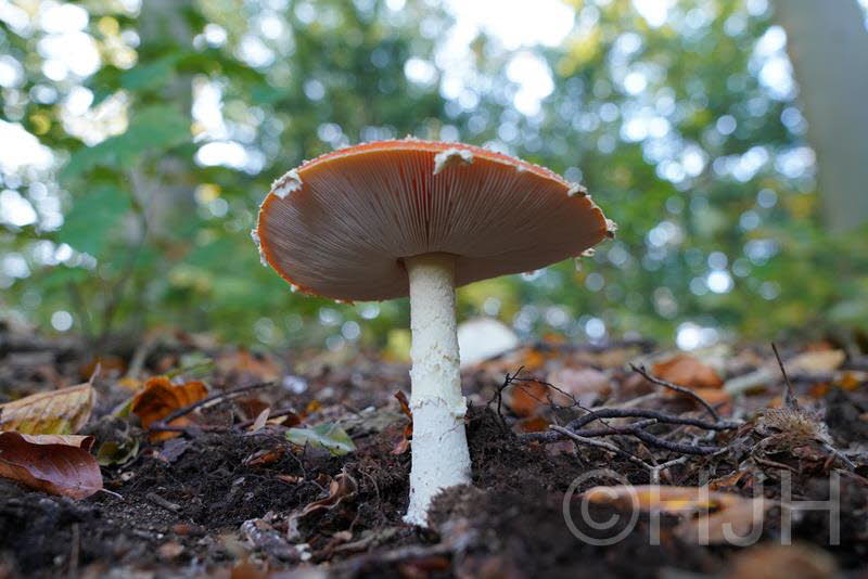 2018-1005-Elswout-DSC02535 (Copy)