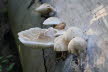 2018-1005-Elswout-DSC02556 (Copy)