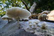 2018-1005-Elswout-DSC02562 (Copy)