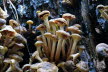 2018-1005-Elswout-DSC02569 (Copy)