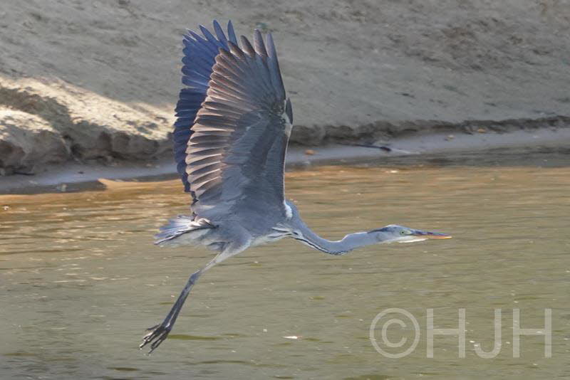 2018-1011-reiger-DSC02900 (Copy)
