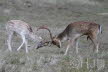 2018-1025-Hert1 (Copy)