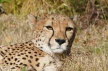 2018-1028-Cheetah (Copy)