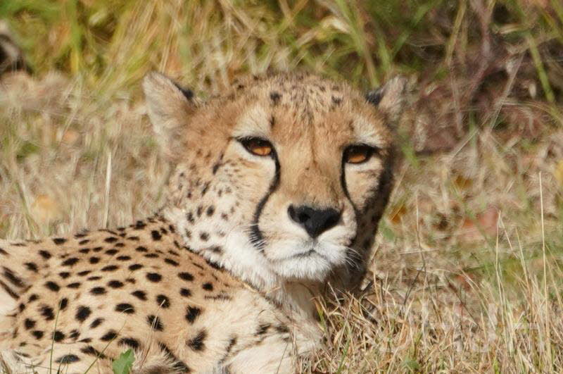 2018-1028-Cheetah (Copy)