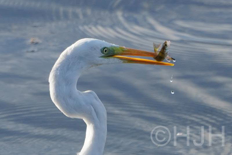 2018-1107-zilverreiger1 (Copy)